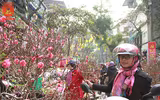 Lên ngay chợ hoa Hàng Lược để thấy Tết về
